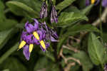 Climbing nightshade